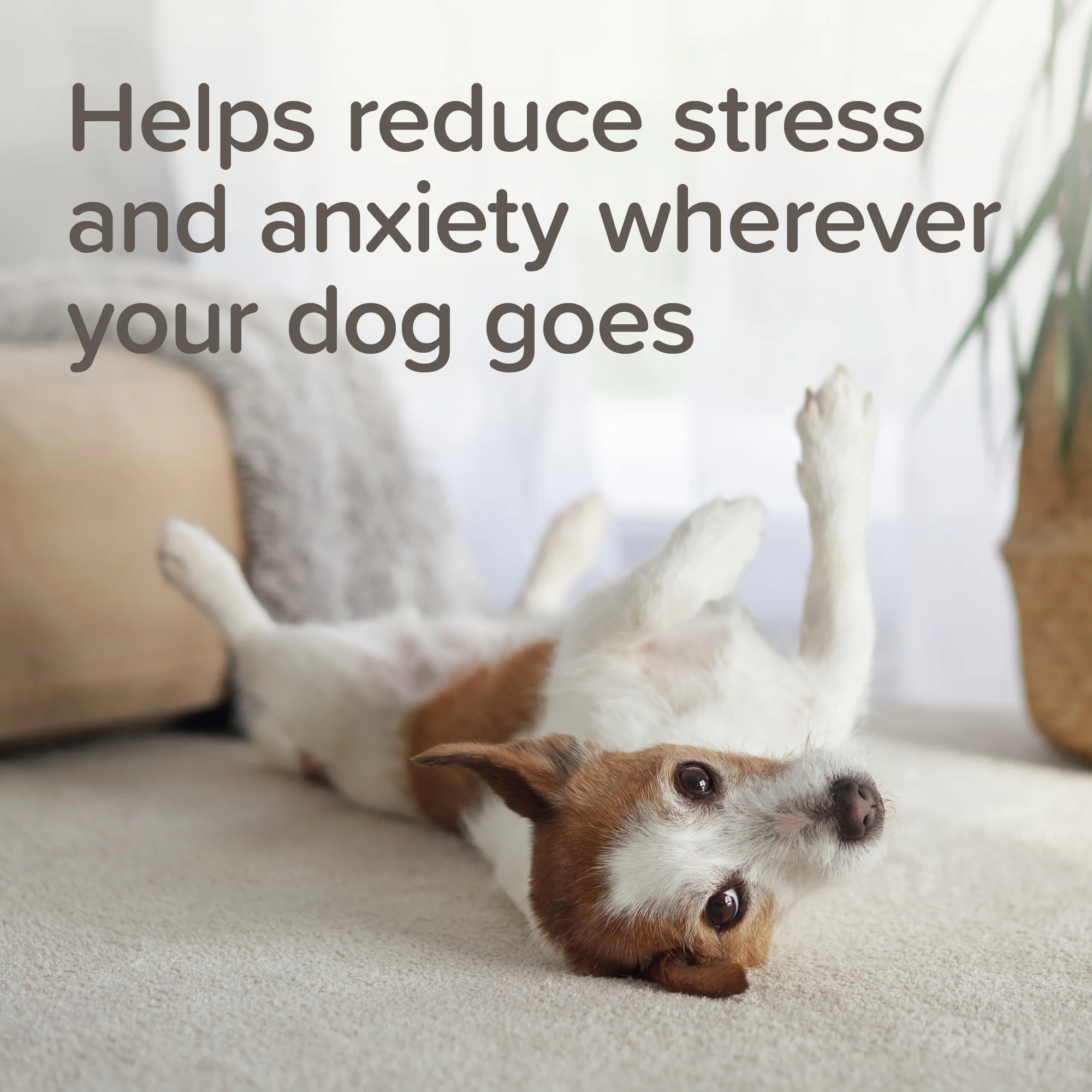 Beaphar Calming Spot-On for Dogs 3 Pipettes - Image 4